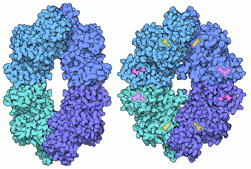 Allosteric motions in pyruvate kinase: inactive state (left) and active state (right).