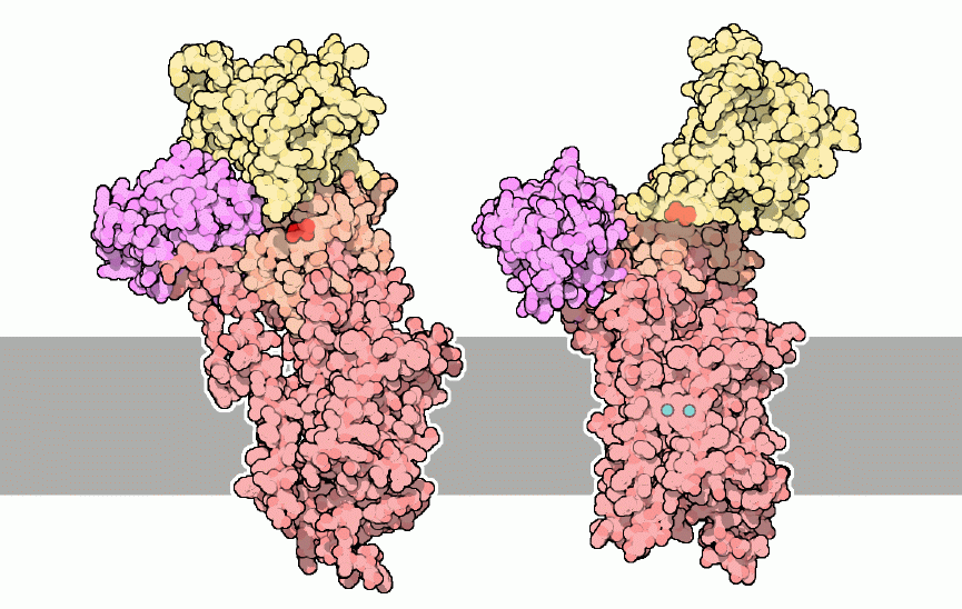 Conformational changes in the pumping cycle: empty state (left) and with calcium bound (right).