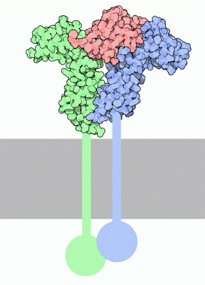 Receptor for growth hormone. The hormone is shown in red, and the portions of the receptor crossing the membrane, which are not included in the structure, are shown schematically.