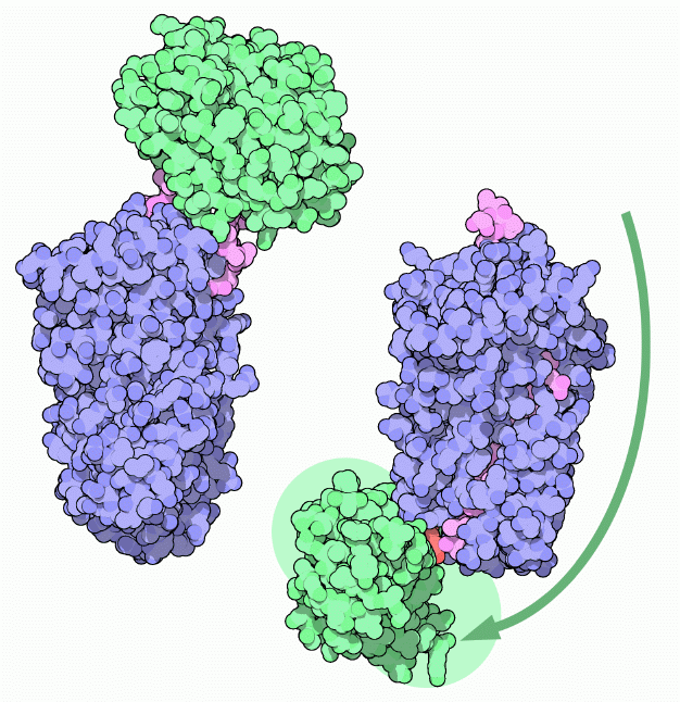 Action of alpha 1-antitrypsin, with trypsin in green.