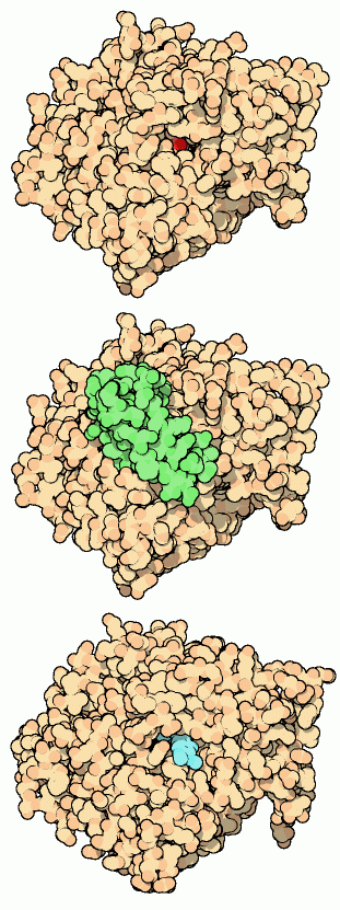 Acetylcholinesterase (top) with a snake toxin (center) and Aricept (bottom).