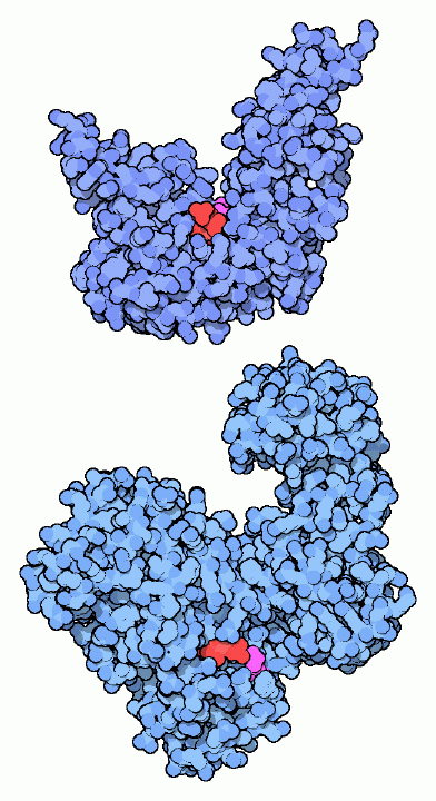 DNA ligase from bacteriophage T6 (top) and bacteria (bottom).
