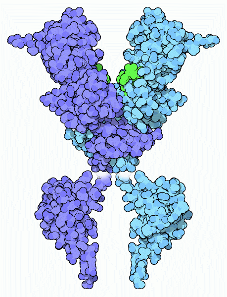 Caspase-activated deoxyribonuclease.