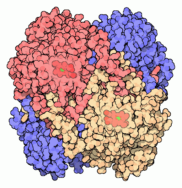 Catalase, with the heme in red and the central iron in green.