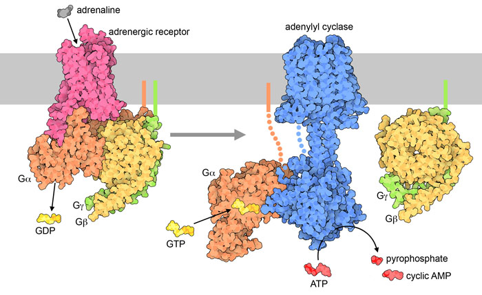 Signaling with G-proteins. Hormones like adrenaline bind to a GPCR receptor (left), which binds to a heterotrimeric G-protein and releases GDP. Then the G-protein separates into two pieces, and the G-alpha subunit binds to GTP and activates adenylyl cyclase (right).
