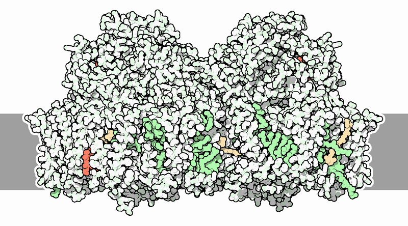 Photosystem II from cyanobacteria. The membrane is shown schematically in gray.