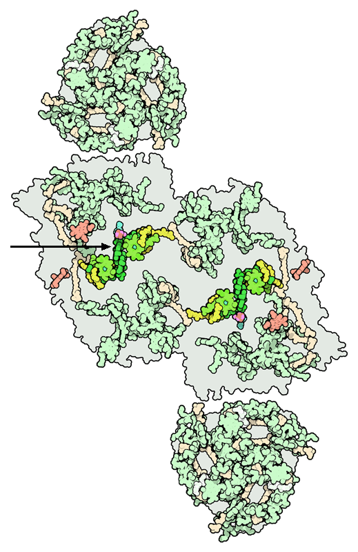 Antenna proteins (small triangular proteins at top and bottom) associated with photosystem II. The central chlorophyll molecule of the reaction center is shown with an arrow.