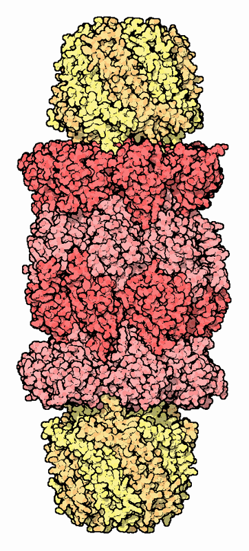 Proteasome (red) with proteasome activators (yellow).
