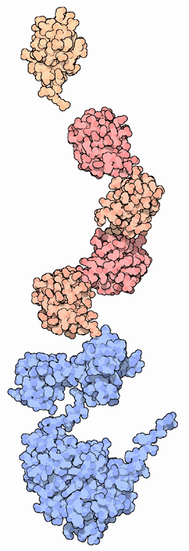 Ubiquitin (top) and a chain of four ubiquitin molecules bound to a protein (bottom).