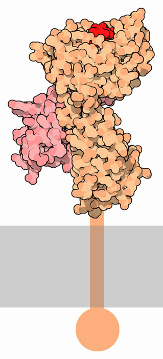 Major histocompatibility complex, with a displayed peptide in red. The portion crossing the membrane is not included in the structure and is shown schematically.