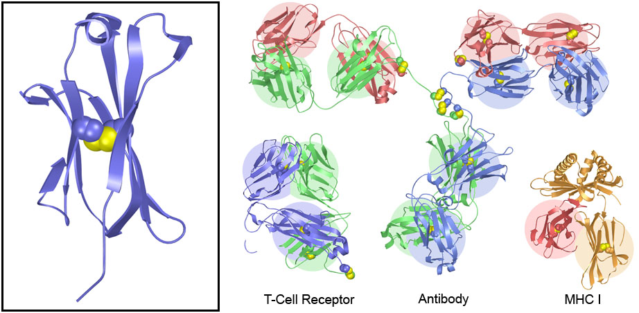 (Left) Cartoon representation of an Ig domain, with a central cystine crosslink in spheres. (Right) Cartoon representation of Ig domains in proteins of the immune system.