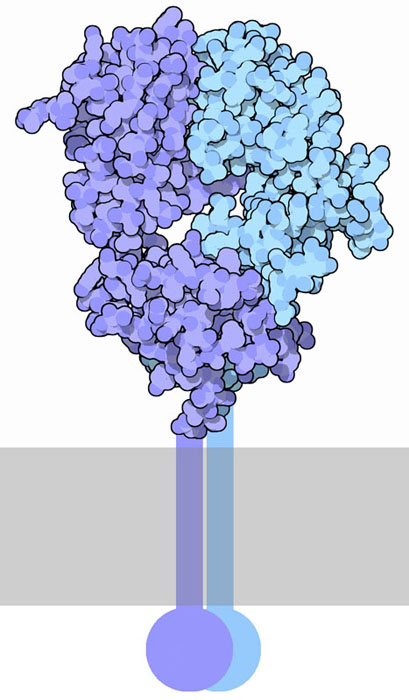 T-cell receptor. The portion crossing the cell membrane is not included in the structure, and is shown here schematically.
