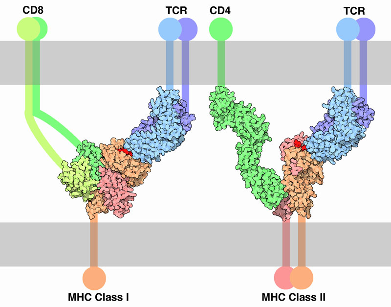 Interaction of CD and TCR proteins with MHC.