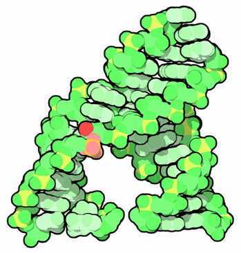 Hammerhead ribozyme, with the site of self-cleavage in red and pink.