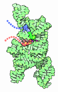Self-splicing intron RNA. The two ends of the chain are shown in red and blue.
