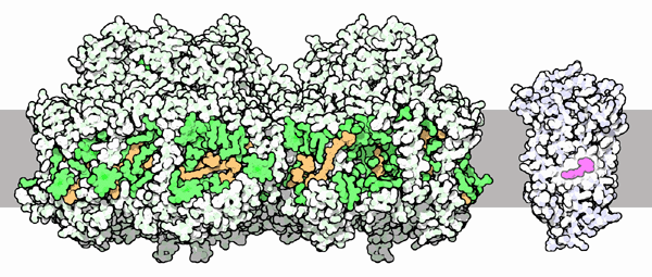 Photosystem I (left) and rhodopsin (right).