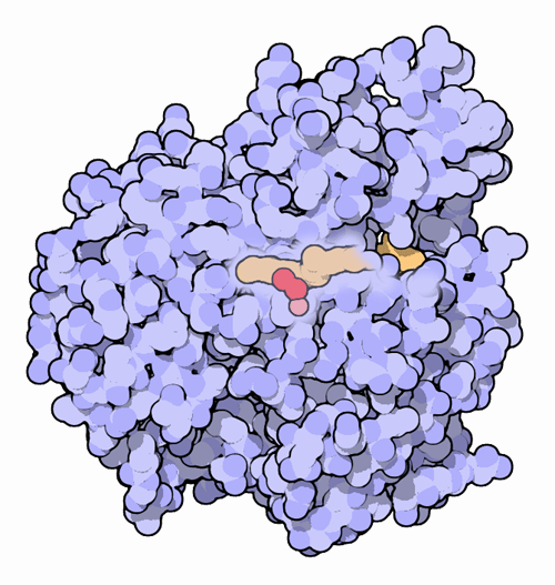 Carotenoid oxygenase, with a carotenoid molecule in orange, iron in pink, and two water molecules in red.