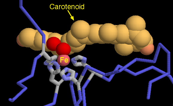 Пигмент каротиноиды. Каротиноиды. Каротиноиды витамины. Каротиноиды молекула. Пигмент каротиноид.