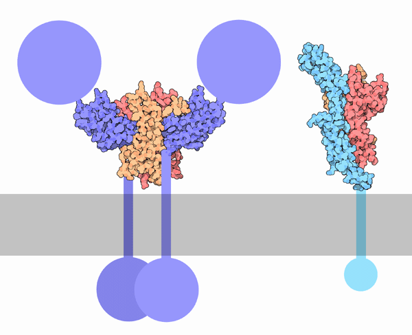 Receptors for nerve growth factor. Portions of the receptors that are not included in the structures are shown schematically.