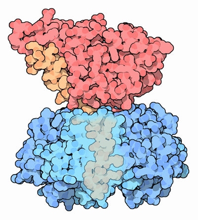 Cholora toxin, with the cell-binding subunit in blue and the toxic component in red.