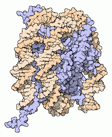 Nucleosome, with DNA in orange and histone proteins in blue.