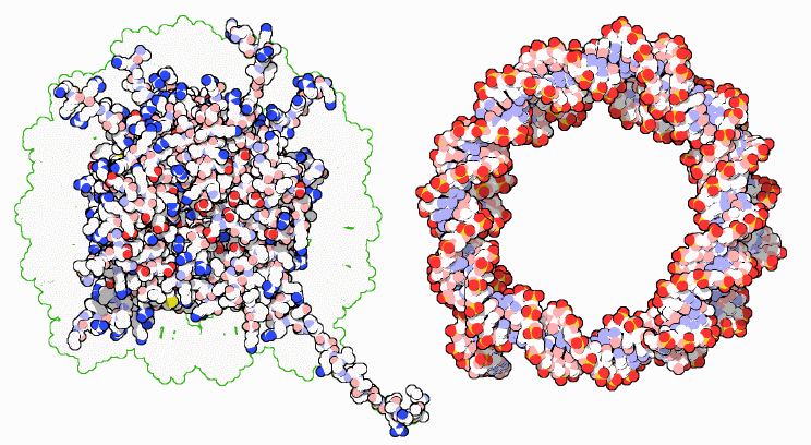 Nucleosome histone proteins (left) and DNA (right).