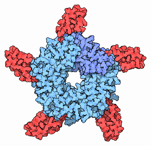 Alpha-cobratoxin bound to acetylcholine-binding protein.