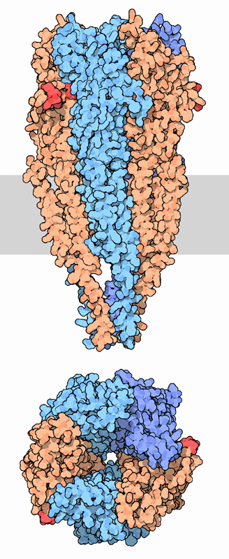 Acetylcholine receptor, with the binding site for acetylcholine in red. The membrane is shown schematically in gray.