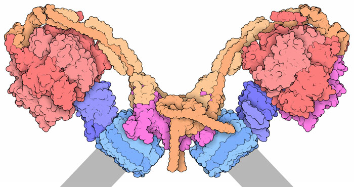 Dimeric complex of ATP synthase.
