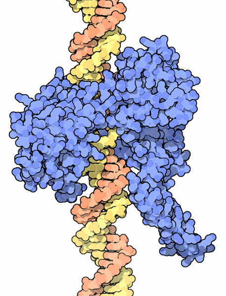 Class I topoisomerase bound to DNA.