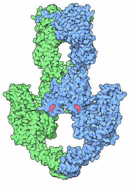 Class II topoisomerase.