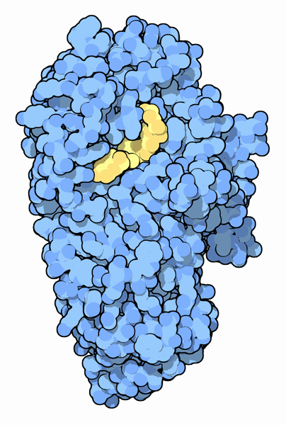 Alpha-amylase with a short chain of sugars (yellow).
