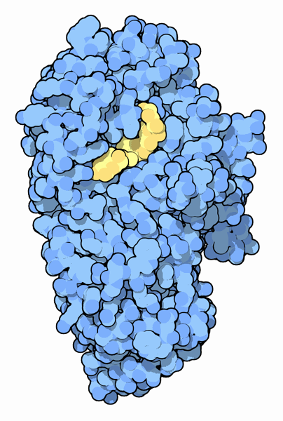 Amylase Enzyme Structure