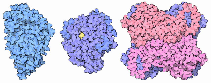Taka-amylase A (left), glucoamylase (center), and D-xylose isomerase (right).