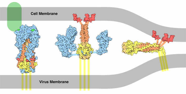 Conformational changes in hemagglutinin that lead to membrane fusion.