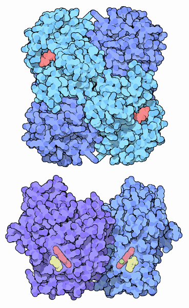 Two bacterial glucose dehydrogenases.