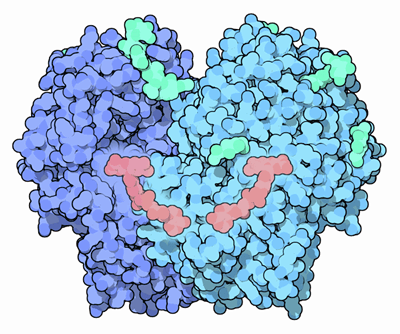 Glucose oxidase with FAD in red.
