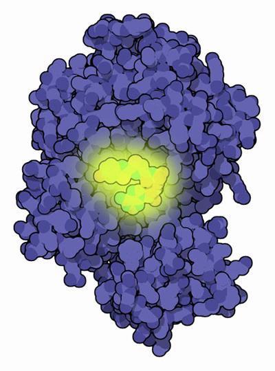 Firefly luciferase with the chromophore in yellow.