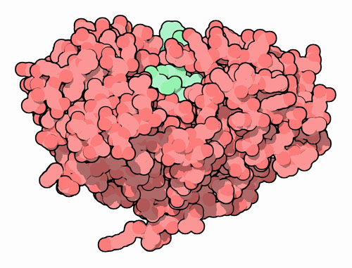 Beta-secretase with an inhibitor (green) in the active site.