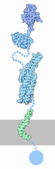 Amyloid-beta precursor protein. Flexible portions that are not included in the structures are shown with dots, and the membrane is shown schematically in gray.