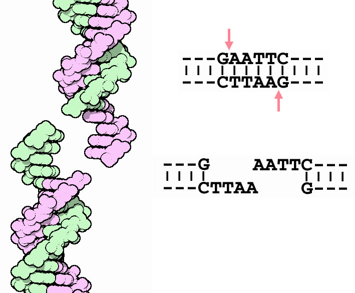 PDB-101: Molecule of the Month: Restriction Enzymes