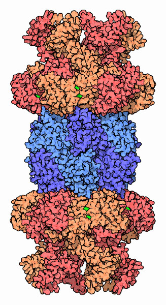 ATP-dependent protease HslV-HslU.