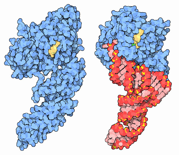 EF-G (left) compared with EF-Tu and tRNA (right).