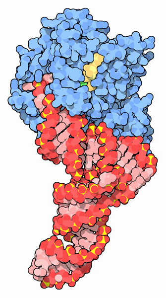 Elongation factor Tu with transfer RNA (red).