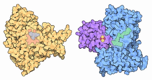 Cytochrome P450 14alpha-sterol demethylase (left) and NADPH:adrenodoxin reductase with adrenodoxin (right).