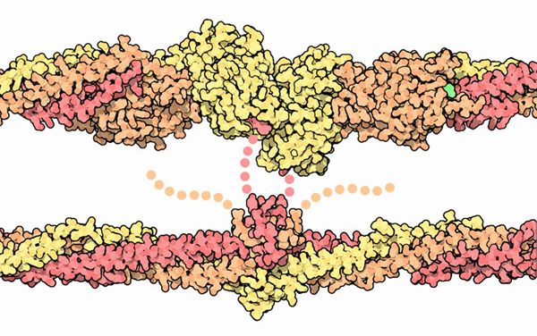 Lateral interactions in a fibrin fibril.