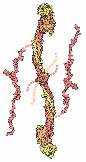 Fibrinogen. Flexible portions of the protein that are not included in the structures are shown with dots.