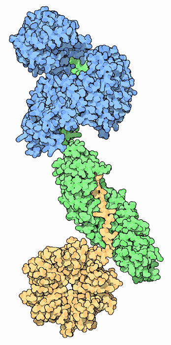 Complex of importin-beta (blue), importin-alpha (green), and the cargo nucleoplasmin (yellow).