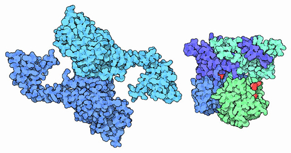 Nuclease domain of poly(A)-specific ribonuclease (left) and scavenger decapping enzyme DcpS (right).