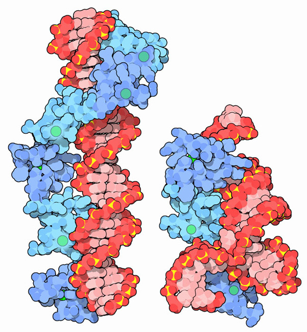 Zinc fingers from TFIIIA bound to DNA (left) and ribosomal RNA (right).